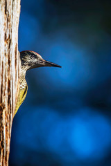 Great spotted woodpecker peeking from behind tree trunk.