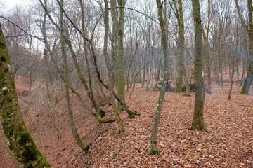 Hoia Baciu Forest. The World Most Haunted Forest with a reputation for many intense paranormal...