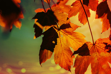 Herbst , Blätter