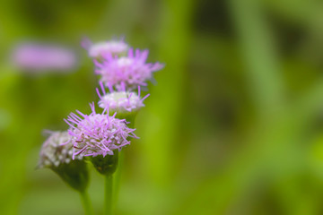 Purple flowers and the background of green trees.
