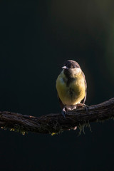 Great tit bird on branch in sunny forest.