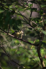 Great tit bird on twig in sunny bush.