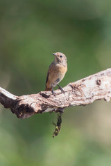 Young chiffchaff on branch in sunny forest.