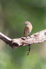 Young chiffchaff on branch in sunny forest.