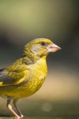Male greenfinch in sunlight. Side view.
