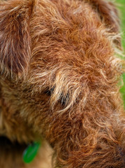 Welsh Terrier summer in the country, Russia.