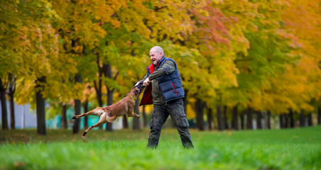 Fototapeta premium Middle aged man plays with belgian shepherd dog malinois in the autumn park