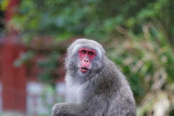 Naklejka na ściany i meble Macaque japonais en gros plan