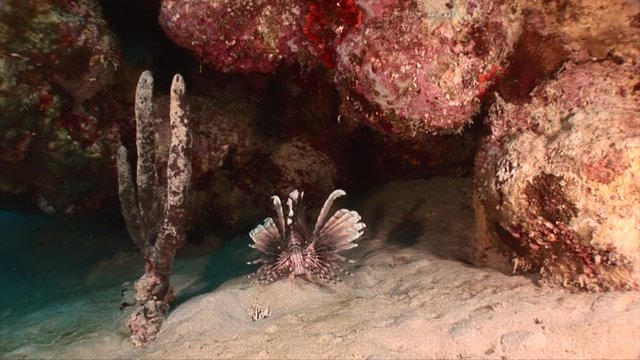 Lionfish in coral reef of Red Sea with coral and sponge