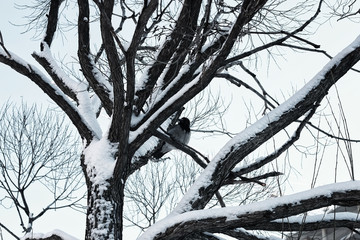 tree birch bare winter sky