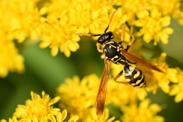 Wasp collects nectar on yellow flowers. Macro. Wasp close up