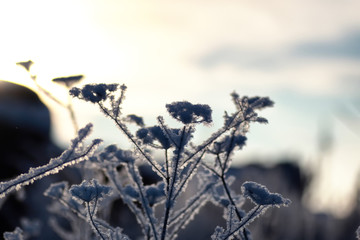 branch of the plant covered with snow winter macro