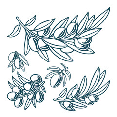 Olive. Olive hand drawn vector illustrations set. Part of set.