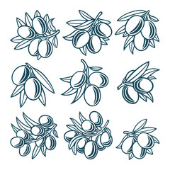 Olive. Olive hand drawn vector illustrations set. Part of set.