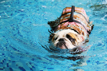English Bulldog wear life jacket and swim in swimming pool. Dog swimming.