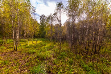 Fototapeta premium Beautiful trees in autumn day in the forest near Moscow - nature of Russia.