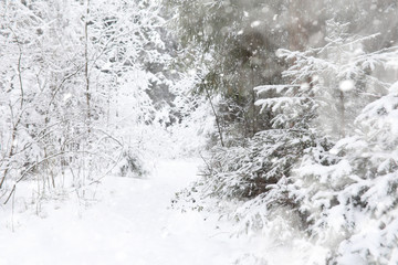 Winter landscape. Forest under the snow. Winter in the park.