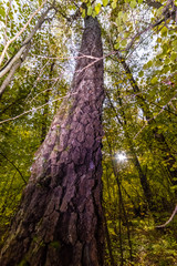 Beautiful trees in autumn day in the forest near Moscow - nature of Russia.