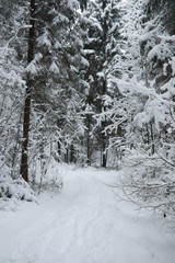 Winter landscape. Forest under the snow. Winter in the park.