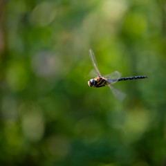 Stunning Emperor Dragonfly Anax Imperator insect in flight with blurred wings