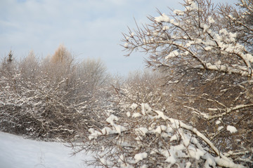 Winter Park. Landscape in snowy weather. January.