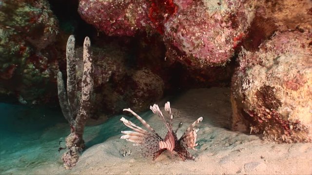 Lionfish in coral reef of Red Sea with coral and sponge