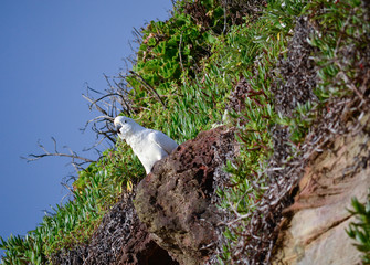 Australian White Cocktail Parrot at bondi beach, Sydney Australia