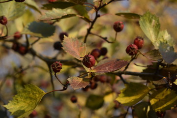 branch with wild rose