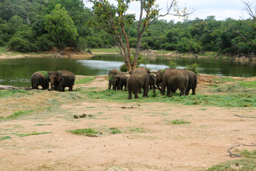 Naklejka na ściany i meble Group of elephant in indian forest, river side elephants