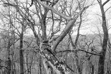 Hoia Baciu Forest. The World Most Haunted Forest with a reputation for many intense paranormal...