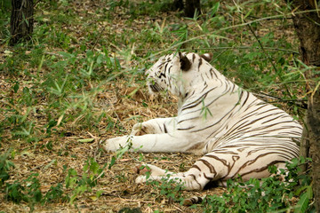 White tiger sitting in forest, dangerous animal silently sitting in greenish background