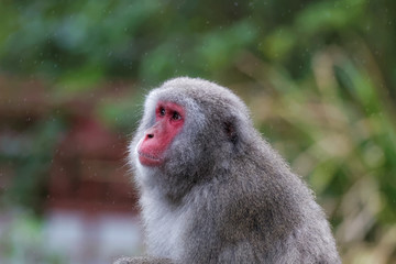 Macaque japonais en gros plan