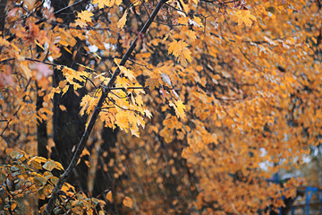 Autumn rain in the park