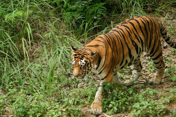 Tiger walking in forest closeup image, Dangerous animal, taiga, Russia. Animal in green forest stream. Wild cat in nature habitat.