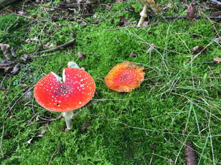 mushroom in the woods