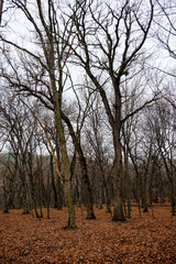 Hoia Baciu Forest. The World Most Haunted Forest with a reputation for many intense paranormal...