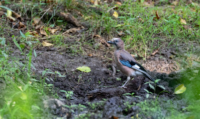Eurasian jay (Garrulus glandarius) male on ground