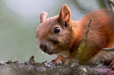 Eurasian Red Squirrel sitting on branch in summer