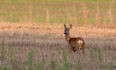 Roe Deer(Capreolus capreolus) female looking back
