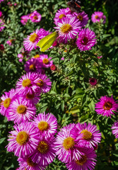 Fototapeta premium Blütenpracht im Herbst das Ziel für viele Insekten