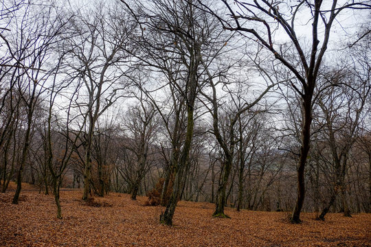 Hoia Baciu Forest. The World Most Haunted Forest with a reputation for many intense paranormal activity.