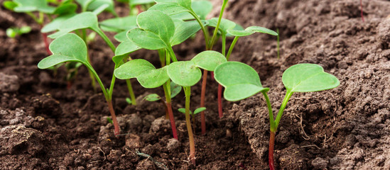 Spring seedlings. Low sprouts of radish  grown at home in boxes. The sprouts of pepper grown from seed