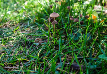 Kleine Pilze am Boden im Garten