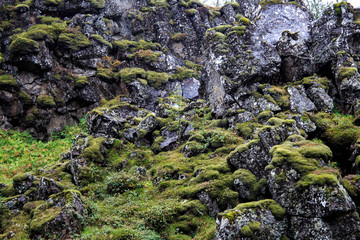 moss on the rocks