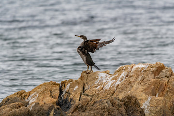 cormoran