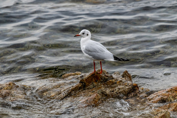 mouette
