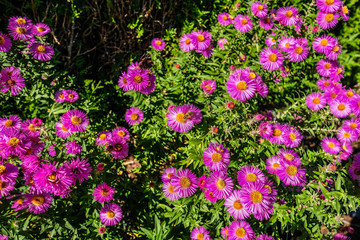 Blütenpracht im Herbst das Ziel für viele Insekten