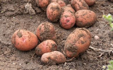 ausgemachte Kartoffeln