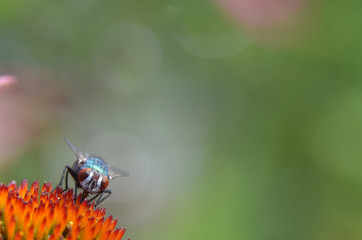 Fliege auf Blüte der Echinacea