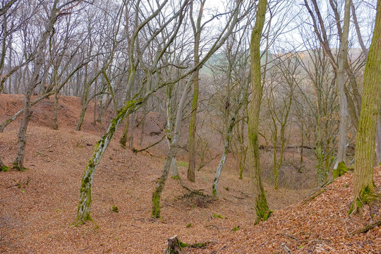 Hoia Baciu Forest. The World Most Haunted Forest with a reputation for many intense paranormal activity.